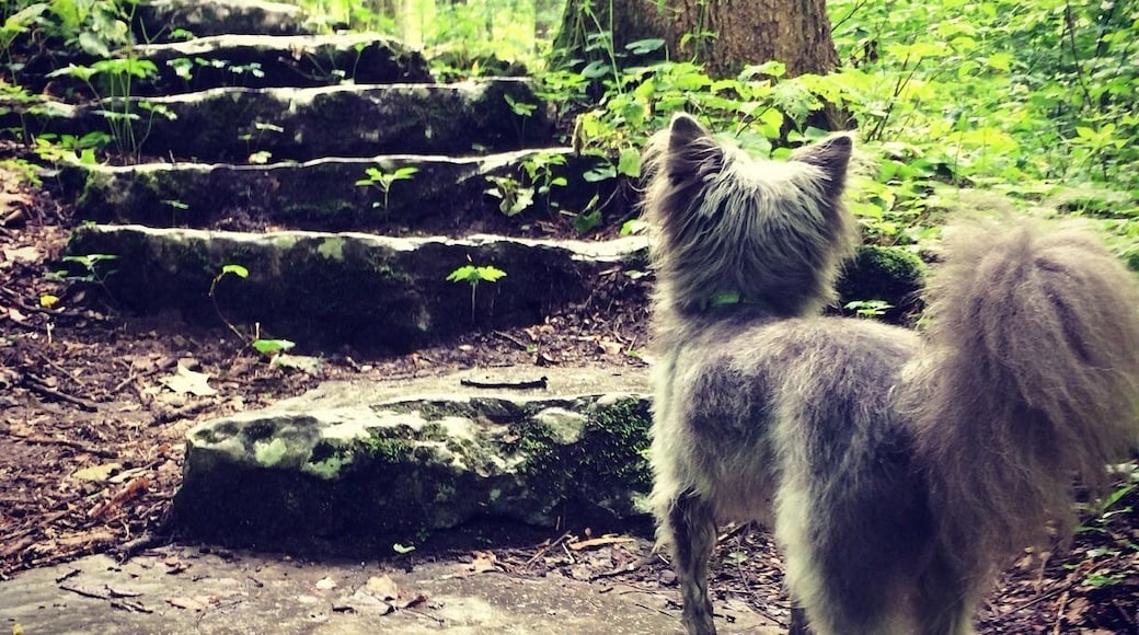 Took the pup out and let him explore!