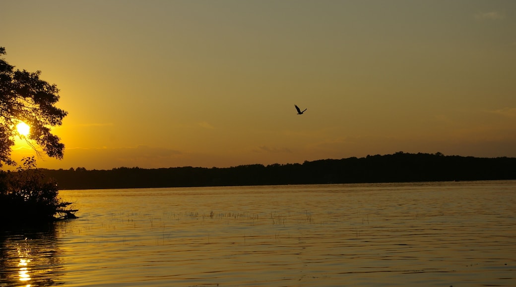 Bald eagle soaring above Spooner Lake, Wisconsin, as the sun sets.