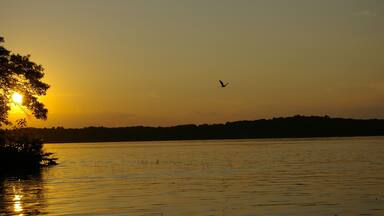 Bald eagle soaring above Spooner Lake, Wisconsin, as the sun sets.