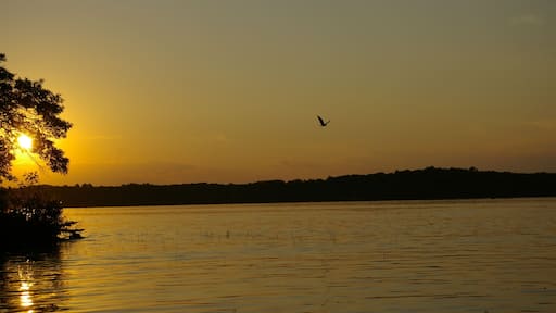Bald eagle soaring above Spooner Lake, Wisconsin, as the sun sets.