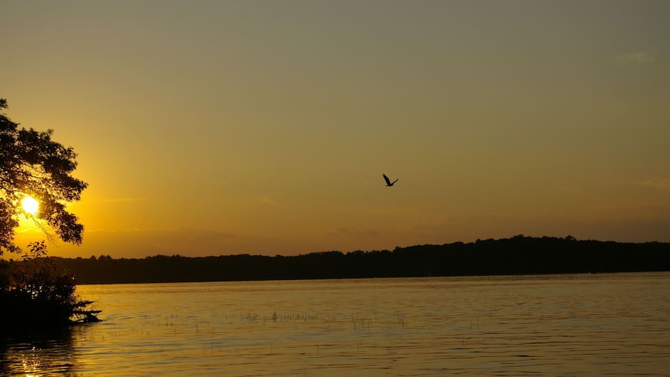 A sunset over a calm lake with a silhouette of trees and a bird flying.