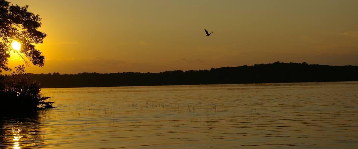 A sunset over a calm lake with a silhouette of trees and a bird flying.