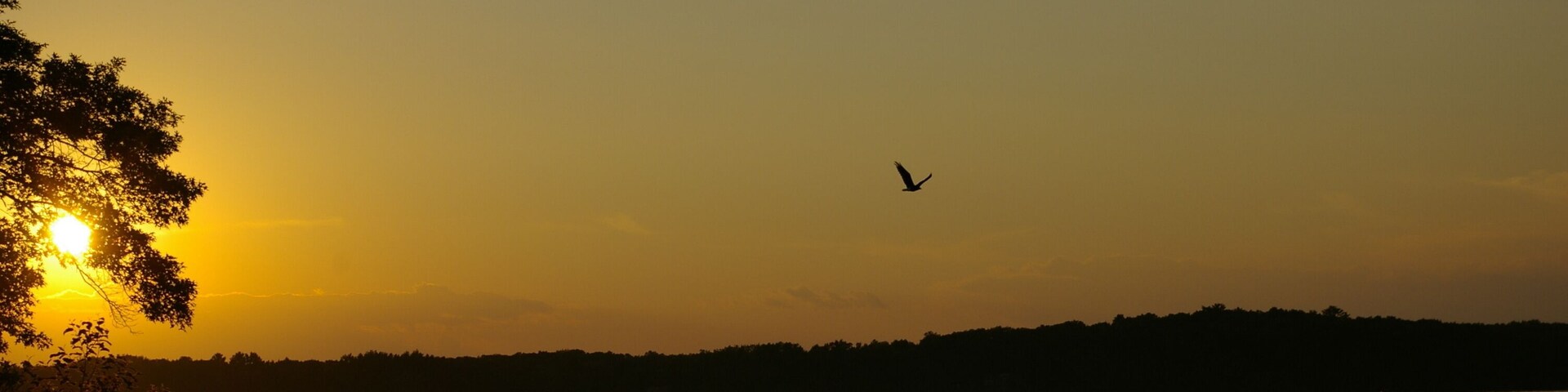 Bald eagle soaring above Spooner Lake, Wisconsin, as the sun sets.