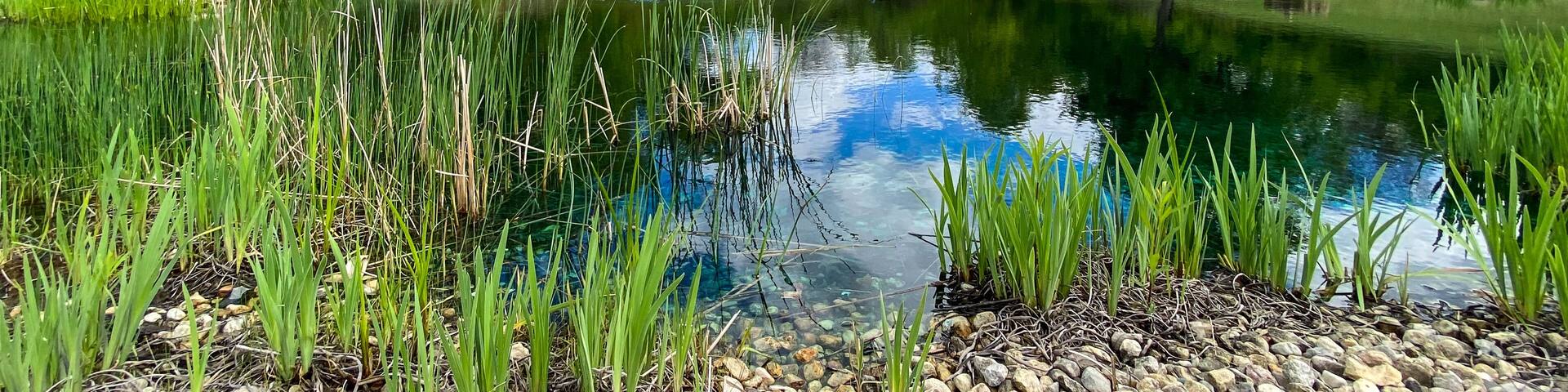 pond in the country on bright spring day