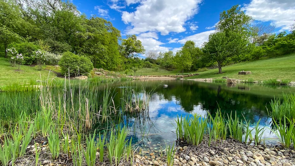 A pond surrounded by lush greenery and trees.