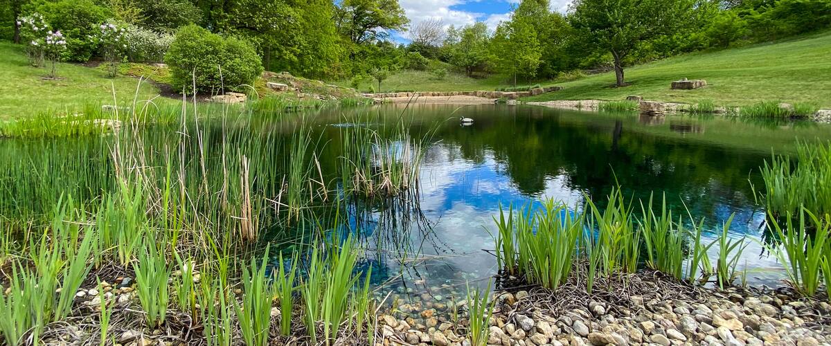 A pond surrounded by lush greenery and trees.