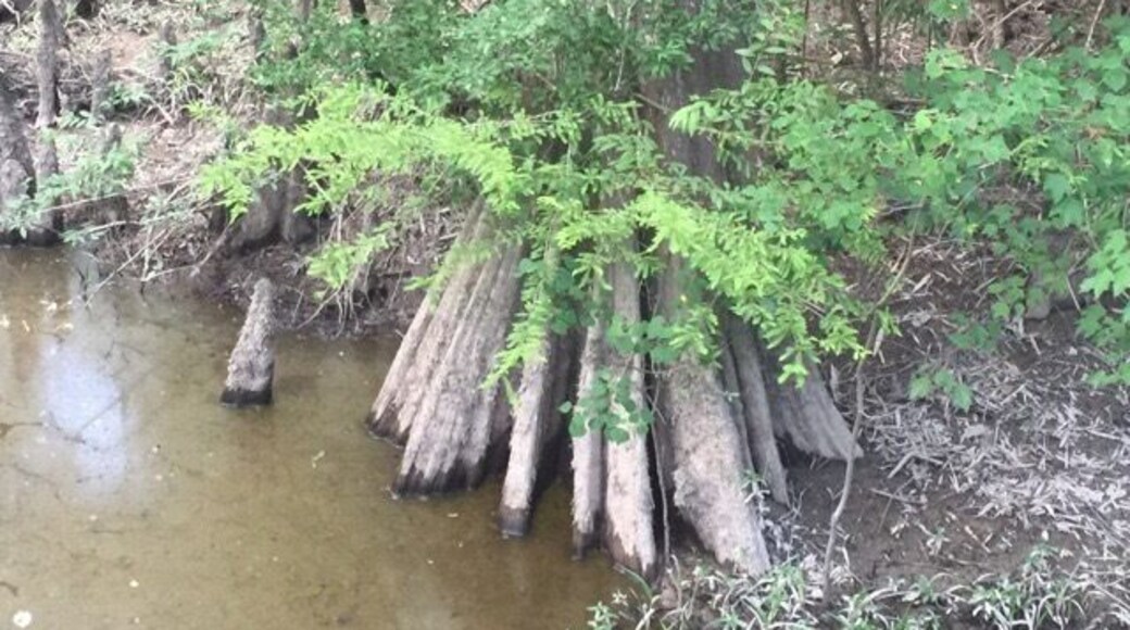 Visit Frugal Family Travelers blog to learn more about this great location, to receive the travel itinerary and to discover more great places like this:
Tickfaw State Park
http://frugalfamilytravelers.blogspot.com/2015/07/a-great-place-for-summer-fun-on.html
Follow us on:
Facebook: https://www.facebook.com/frugalfamilytravelers?ref=hl
Twitter: @FrugalFamTrav