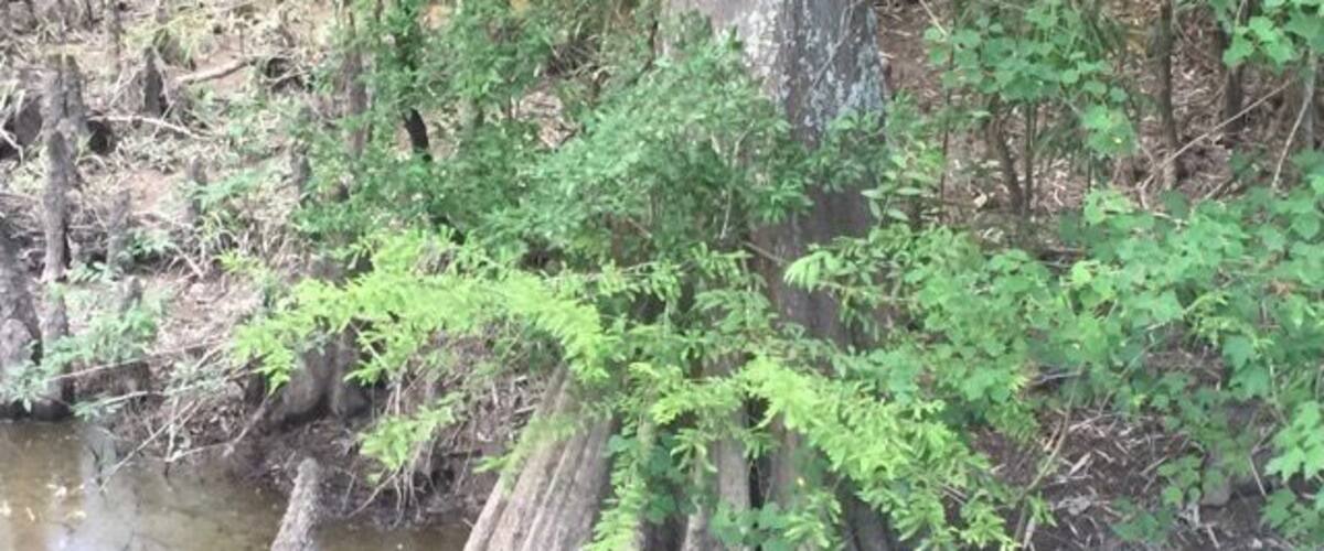 Visit Frugal Family Travelers blog to learn more about this great location, to receive the travel itinerary and to discover more great places like this:
Tickfaw State Park
http://frugalfamilytravelers.blogspot.com/2015/07/a-great-place-for-summer-fun-on.html
Follow us on:
Facebook: https://www.facebook.com/frugalfamilytravelers?ref=hl
Twitter: @FrugalFamTrav