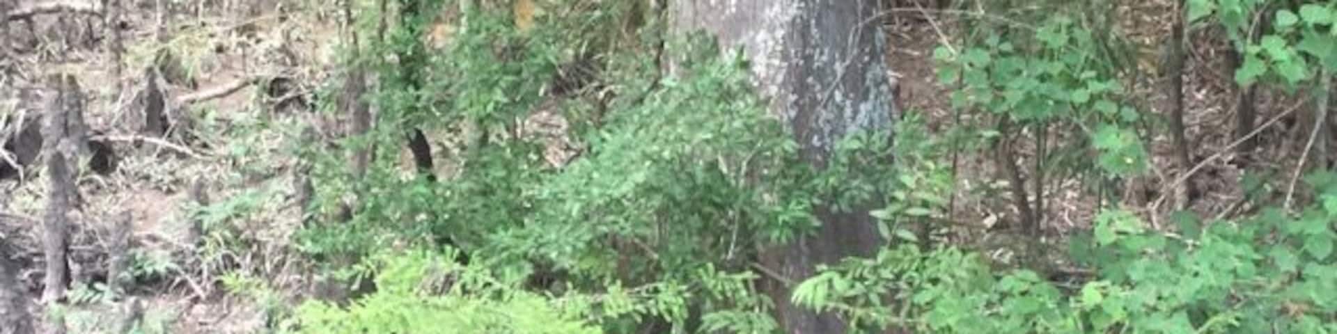 Visit Frugal Family Travelers blog to learn more about this great location, to receive the travel itinerary and to discover more great places like this:
Tickfaw State Park
http://frugalfamilytravelers.blogspot.com/2015/07/a-great-place-for-summer-fun-on.html
Follow us on:
Facebook: https://www.facebook.com/frugalfamilytravelers?ref=hl
Twitter: @FrugalFamTrav