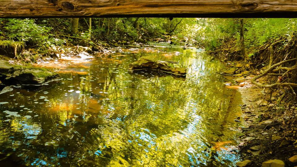 A clear stream with rocks and greenery.