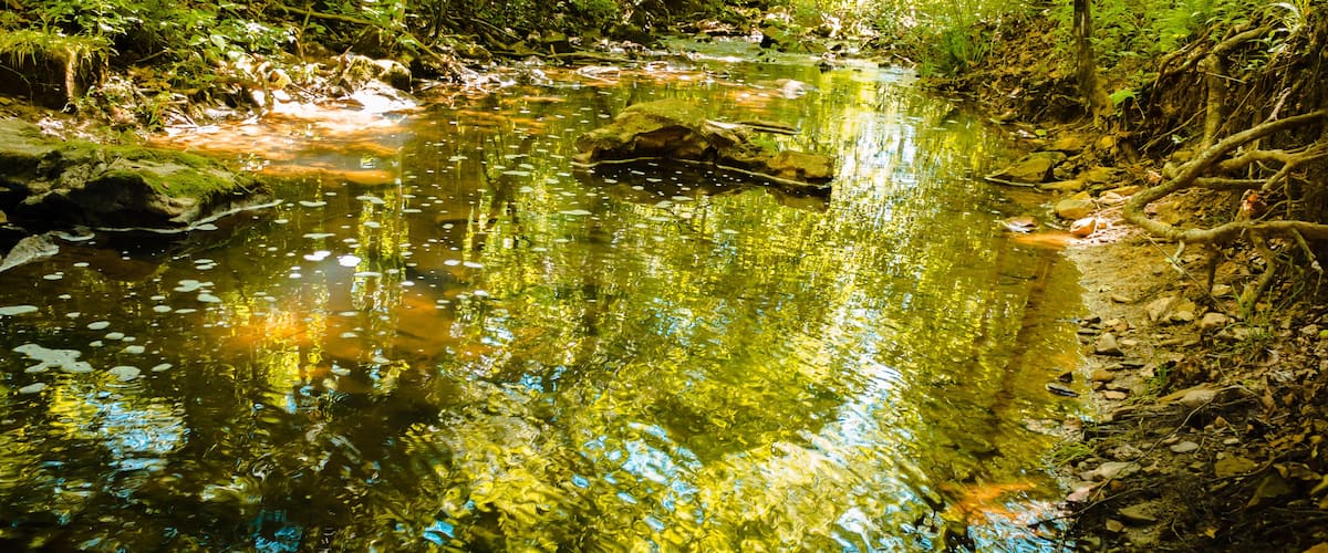 A clear stream with rocks and greenery.