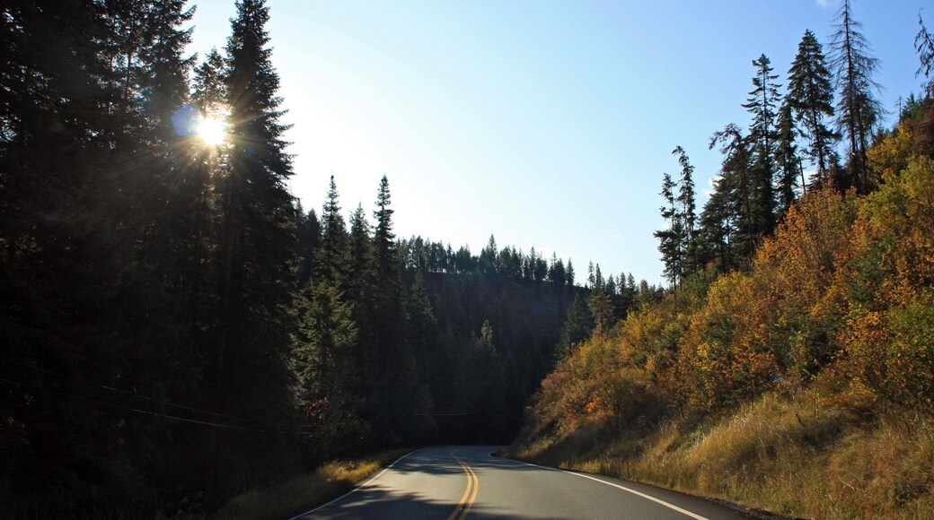 St. Maries que inclui florestas