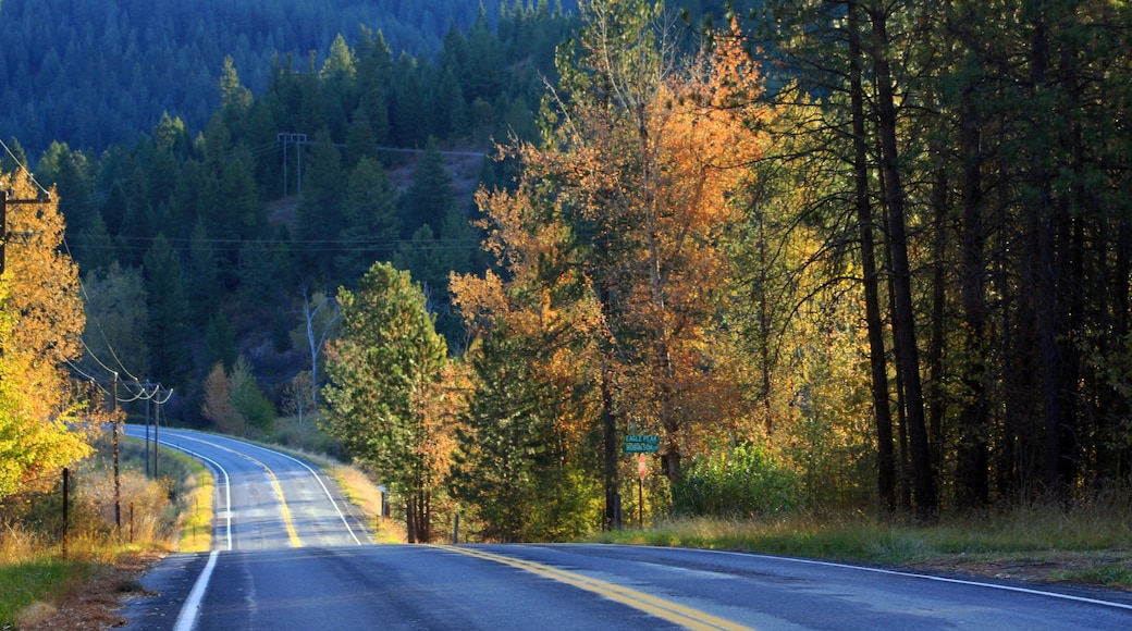 St. Maries which includes forest scenes