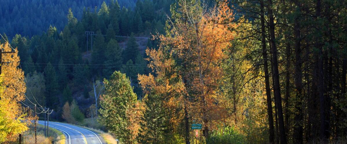 St. Maries which includes forest scenes