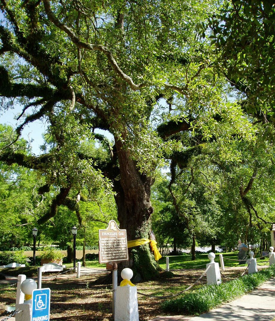THE Evangeline Oak from Longfellow's poem "Evangeline".