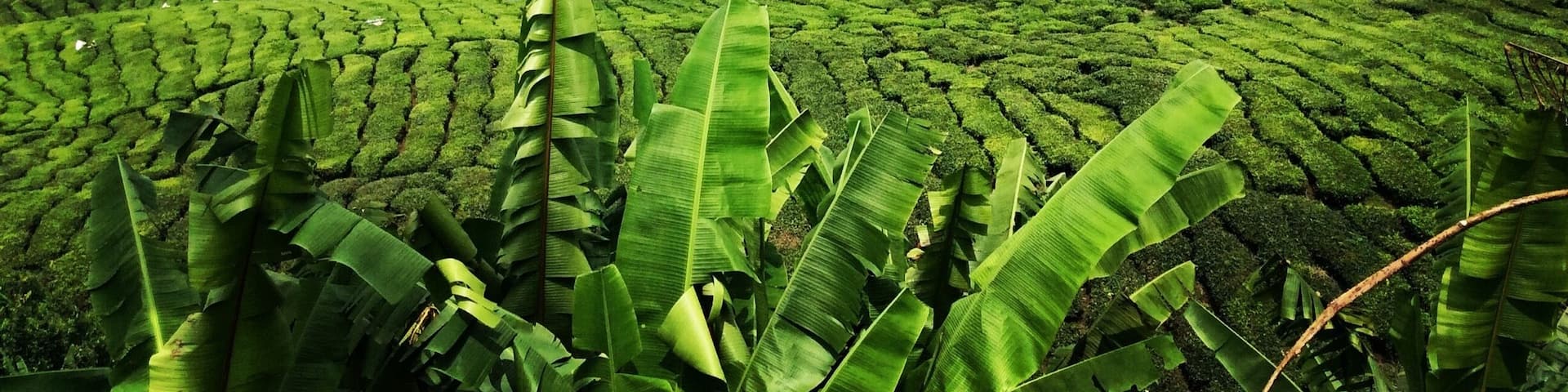 Cameron Highlands, Malaysia.
Hiking through the lush green tea fields in the Cameron Highlands. #TakeAHike #TroveOn #packsandaplan