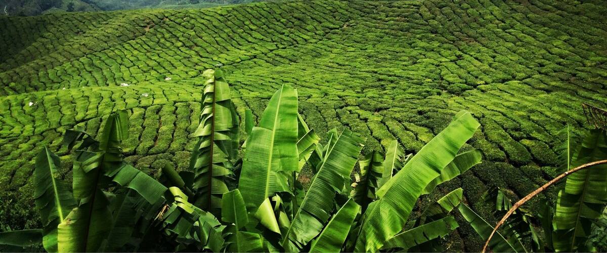 A lush tea plantation with terraced rows of tea bushes.