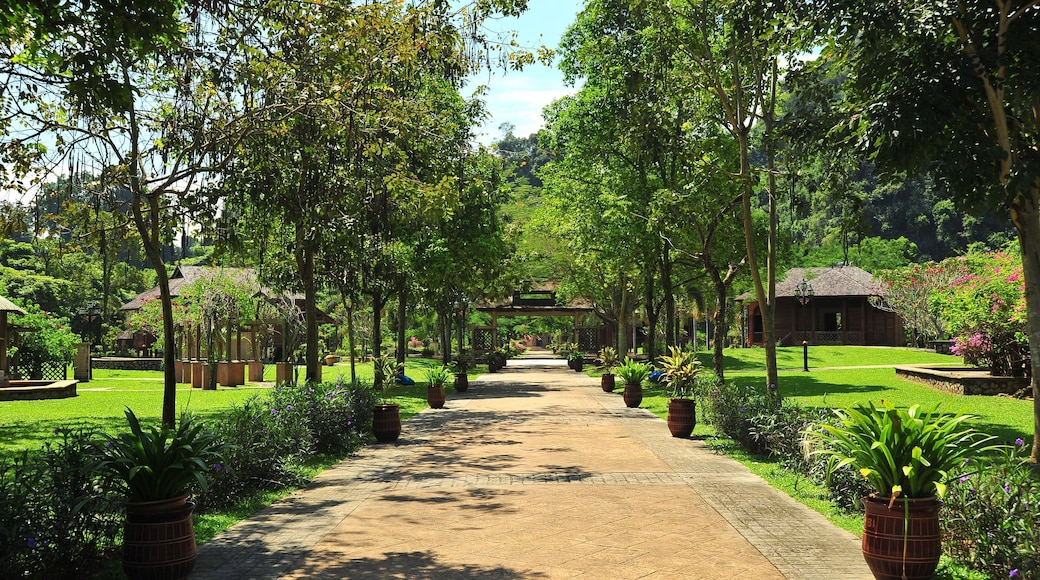 Ipoh which includes a park