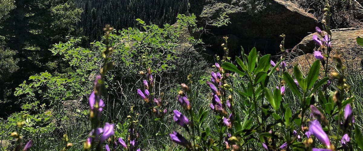 Explored The Sawtooth Mountains. Spectacular place from close up or far away. A must hike if you visit Stanley Idaho. Lots of flowers in bloom right now.
#takeahike