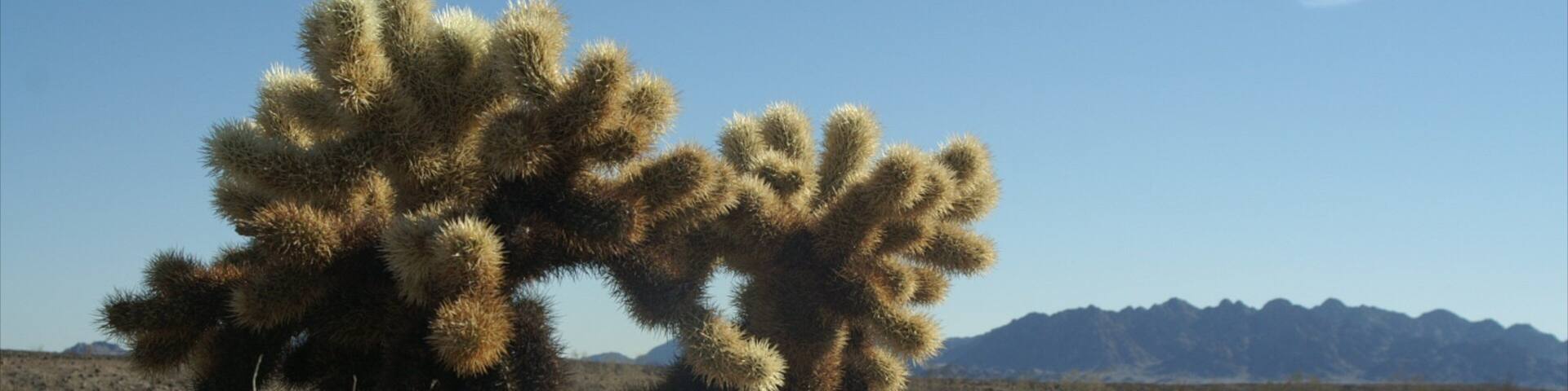El Centro showing desert views and landscape views