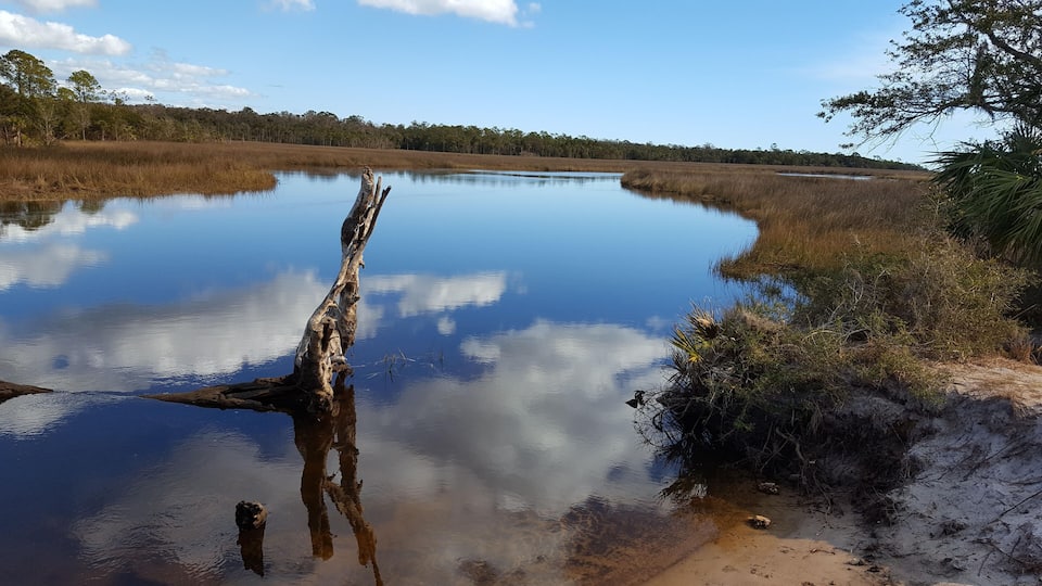 A calm lake with a prominent dead tree trunk in the center, surrounded by marshland and a distant tree line.