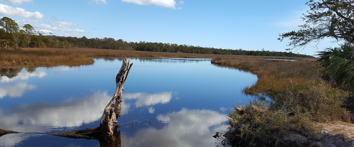 A calm lake with a prominent dead tree trunk in the center, surrounded by marshland and a distant tree line.