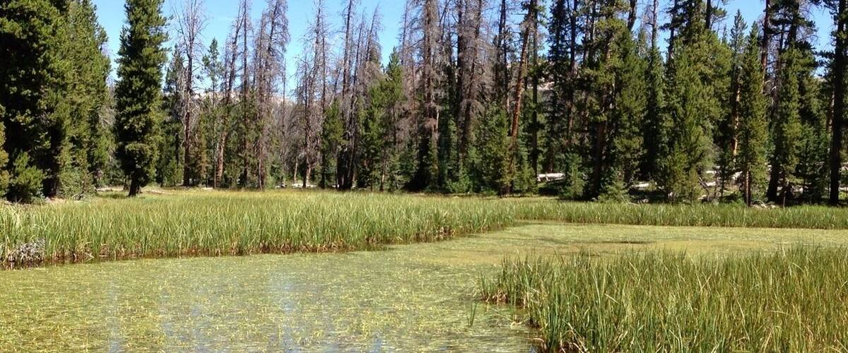 A wetland area with water lilies and tall coniferous trees.