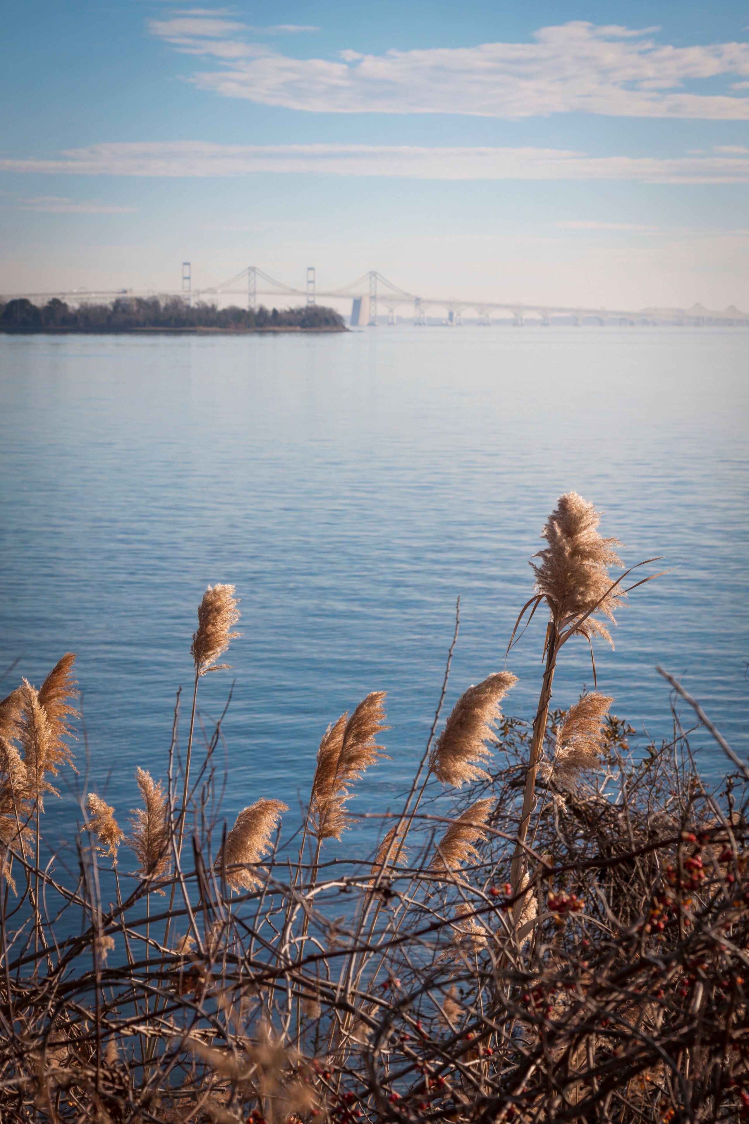 Sea oats growing along the shore with the Chesapeake Bay Bridge in Stevensville, Maryland in the background.