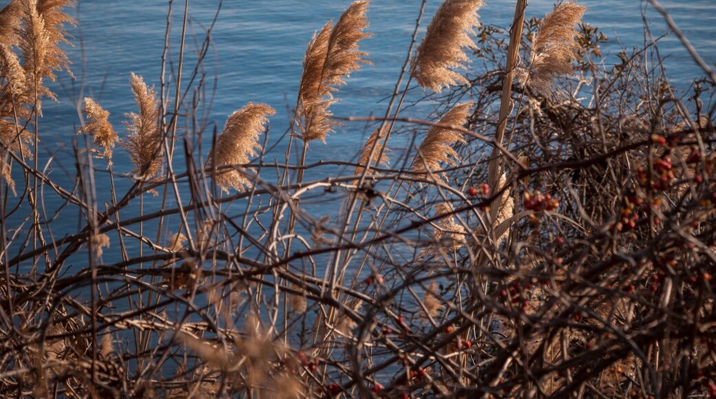 Sea oats growing along the shore with the Chesapeake Bay Bridge in Stevensville, Maryland in the background.