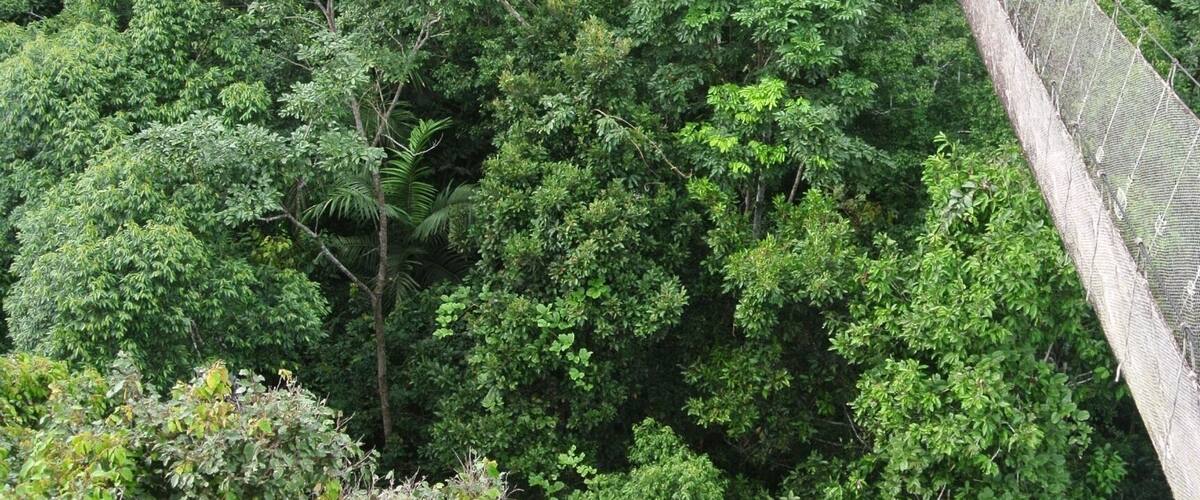 Amazon canopy walkway