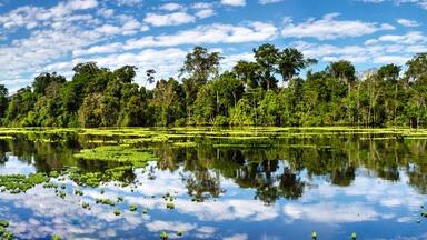 Un paisaje sereno con un lago rodeado de un bosque denso y un cielo despejado.