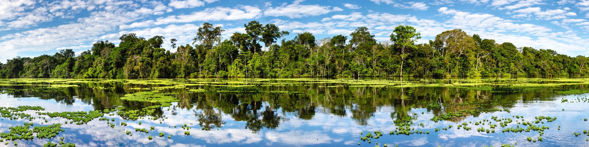 A serene landscape with a lake surrounded by dense forest and a clear sky.