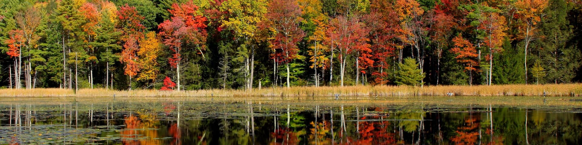 Vivid autumn foliage reflected in a calm lake surrounded by a dense forest under a clear blue sky in Stockbridge, Massachusetts