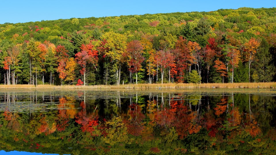 A calm lake reflecting a forest with autumn foliage.