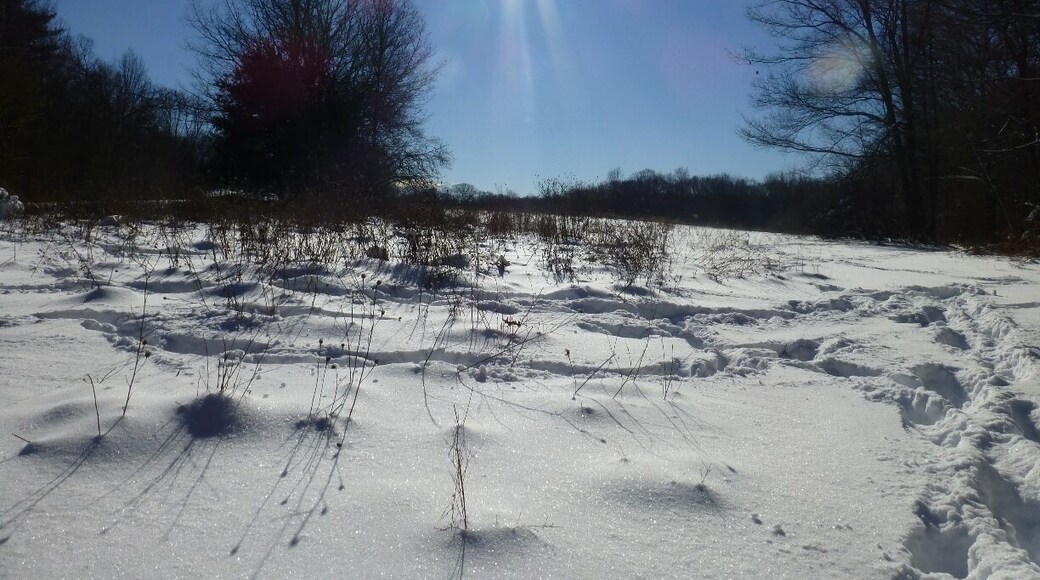 Pow pow and more pow at the Sheepfold. Great snowshoeing, fun for the pups!