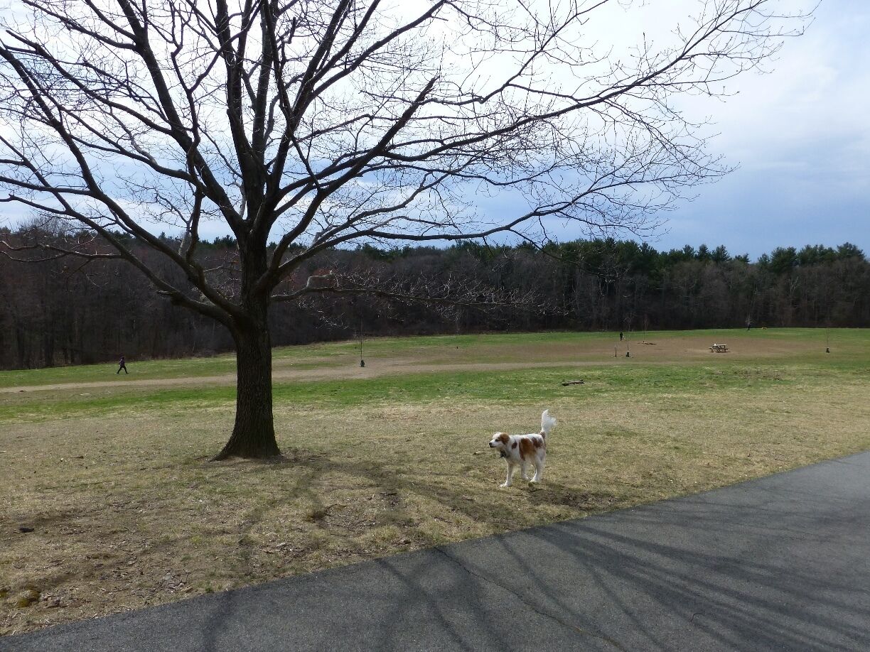 The Sheepfold is a huge open field that is a designated off-leash dog area.  No fences here!  There are two parking areas near the Sheepfold which also provide access to the rest of the Fells, and it's a good launch point for runs or mountain bike rides.  Or just come to watch the packs of dogs interact!