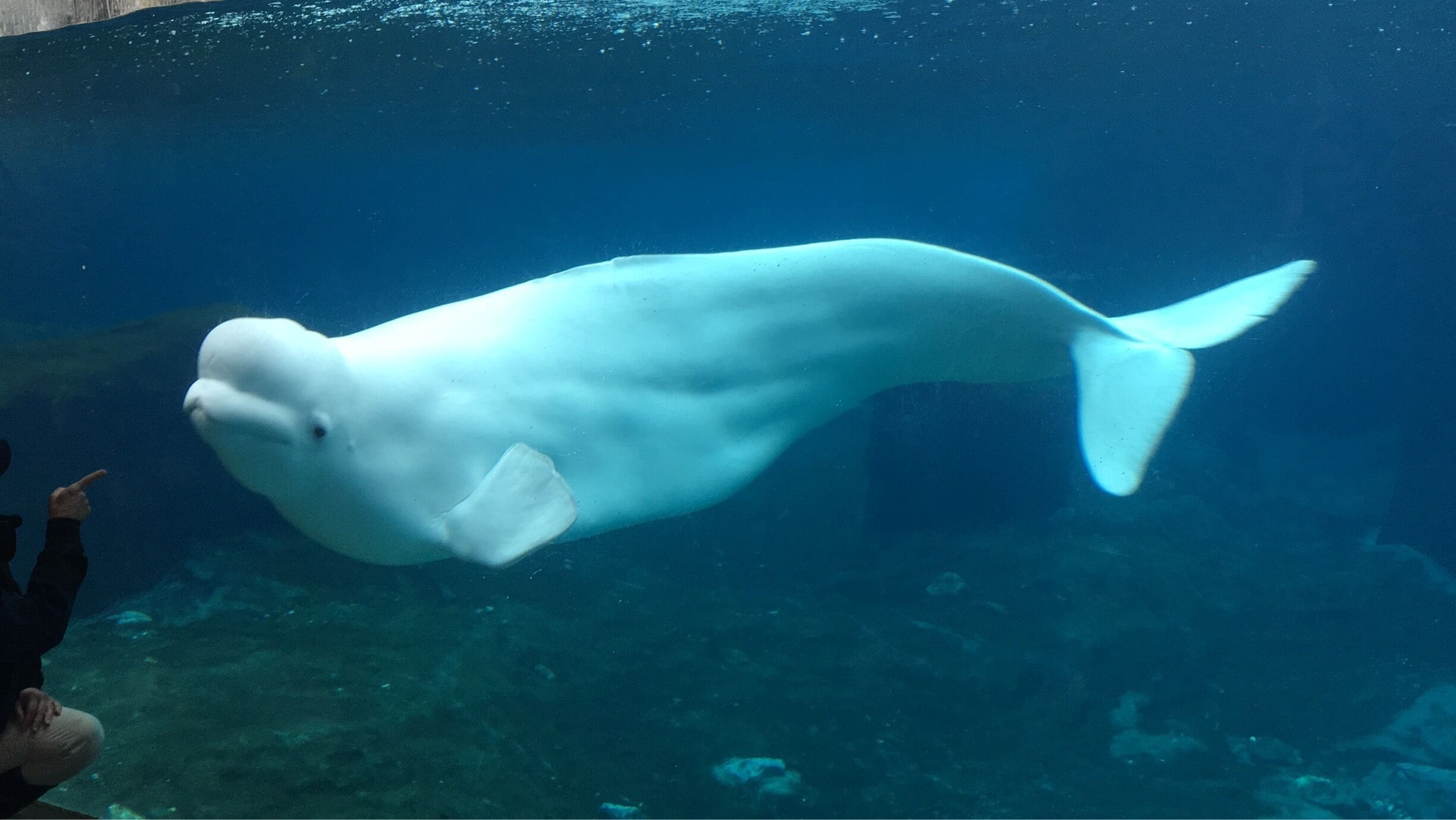 I love the Belugas! They are so adorable! ❤️