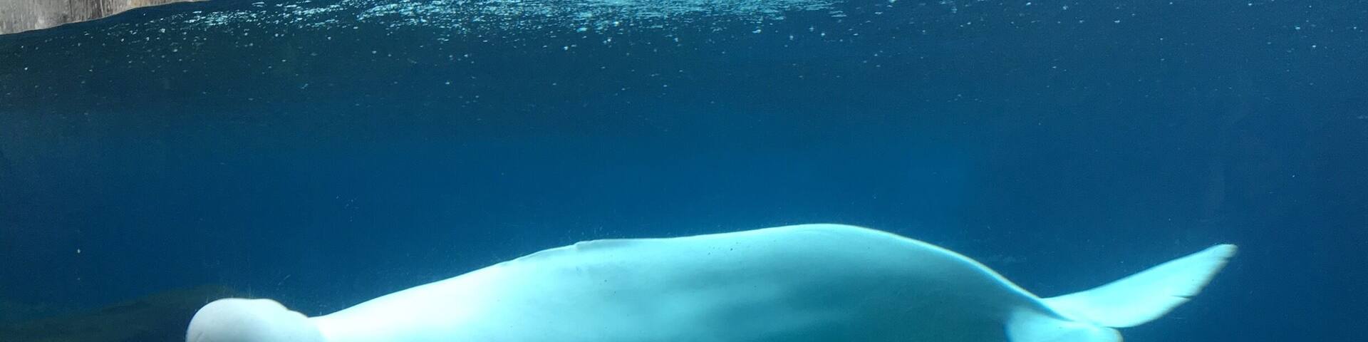 I love the Belugas! They are so adorable! ❤️