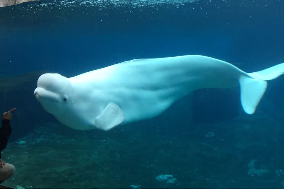 A large white whale swimming in an aquarium.