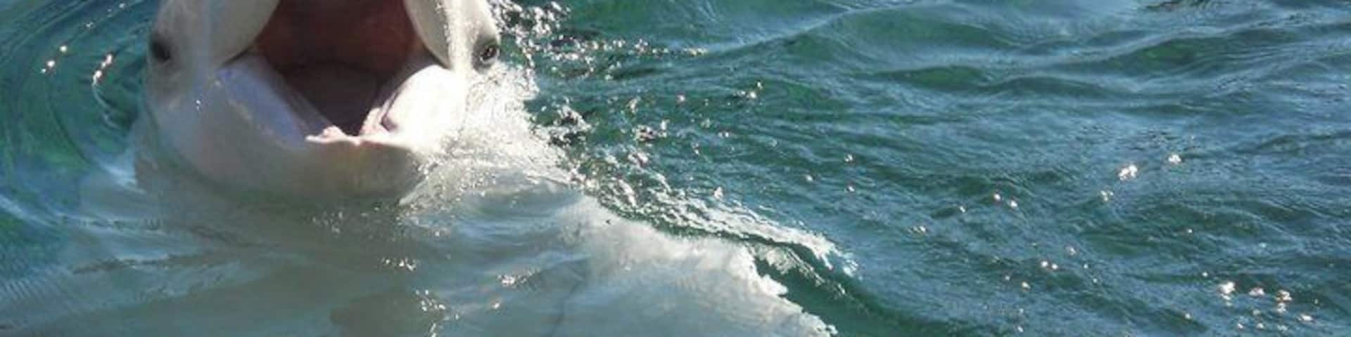A white whale swimming in clear blue water.