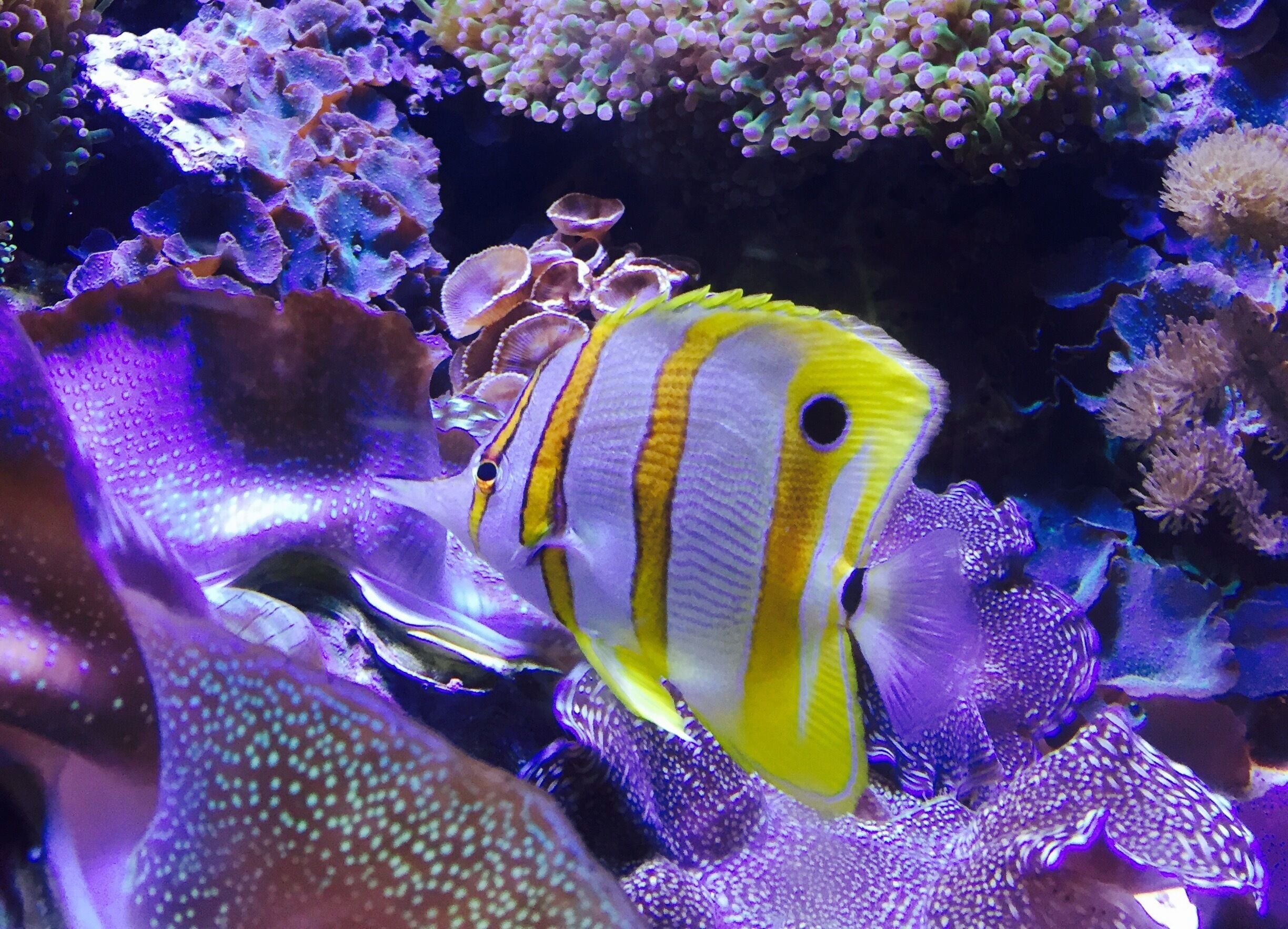 I feel like a kid who just found his favorite toy. 