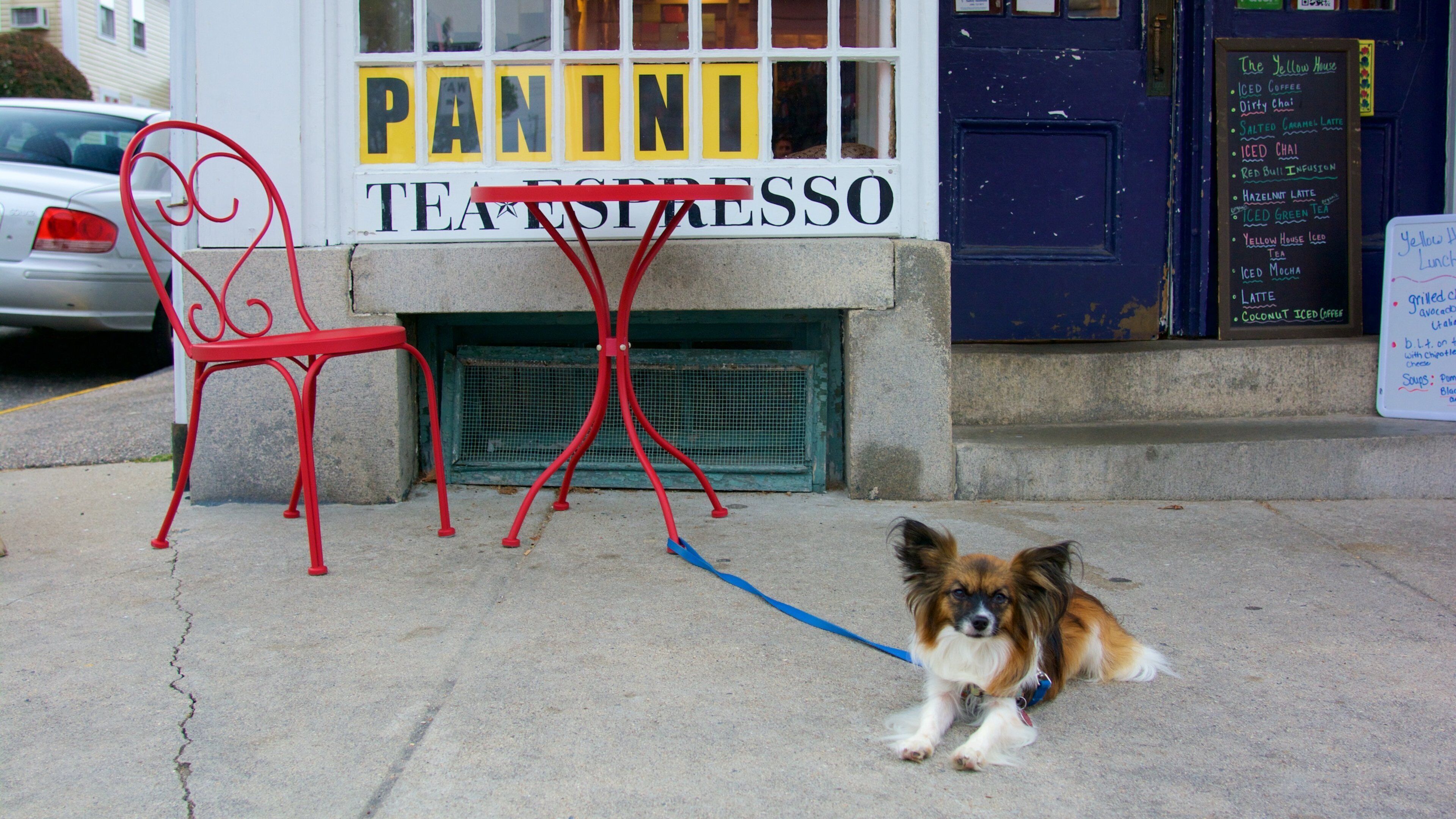 Stonington which includes cuddly or friendly animals