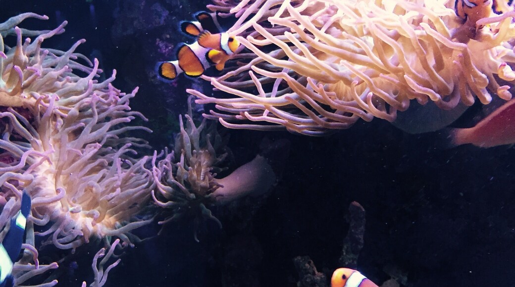 Always want to visit this Mystic Aquarium in Connecticut #clownfish
