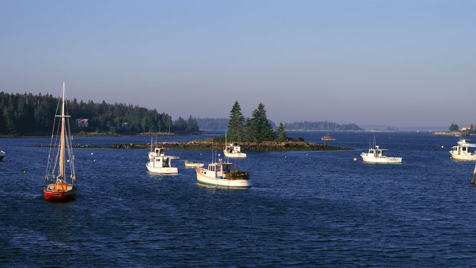 A harbor with multiple boats, a wooden pier, and a forested island in the background.
