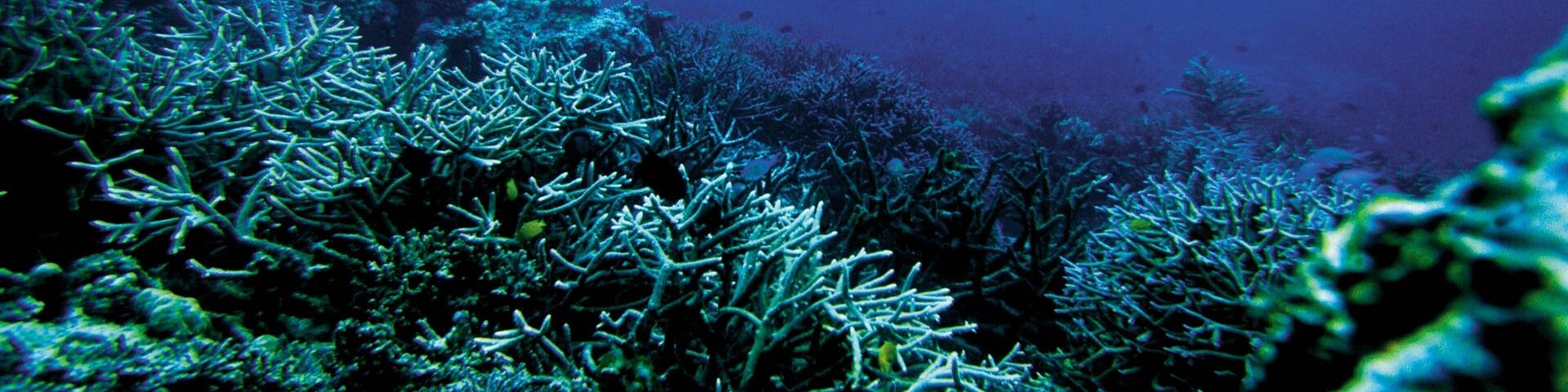 Solomon Islands which includes snorkeling and colorful reefs as well as an individual femail