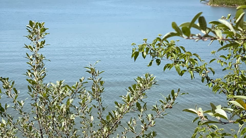 A calm lake surrounded by trees and a distant hill.
