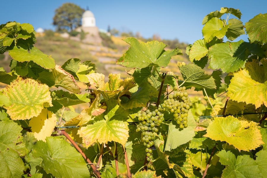 Weinberge mit dem Jacobstein an Schloss Wackerbarth in Radebeul bei Dresden