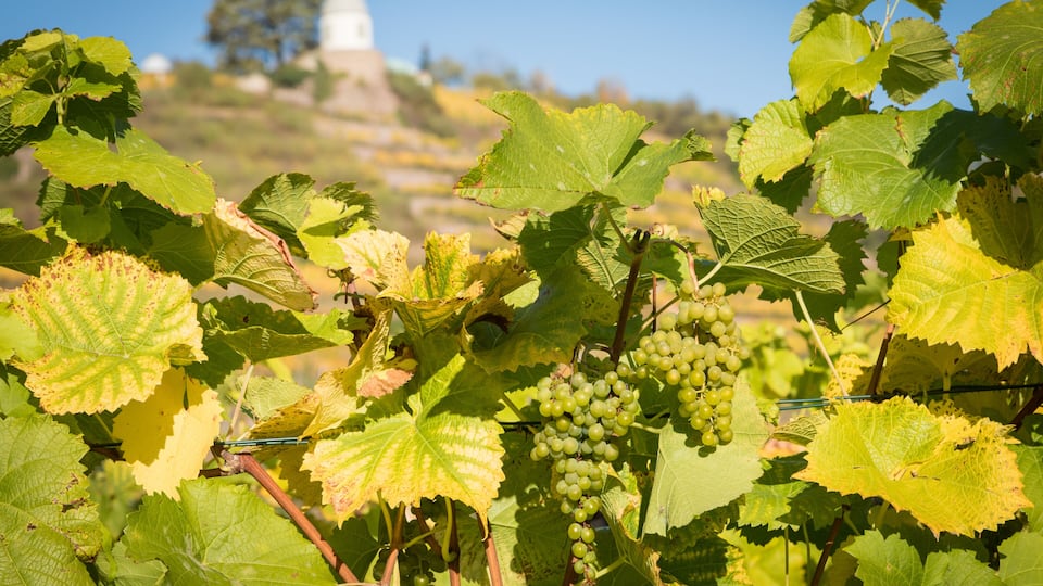 Grapevines with clusters of green grapes and a dome-shaped building in the background.