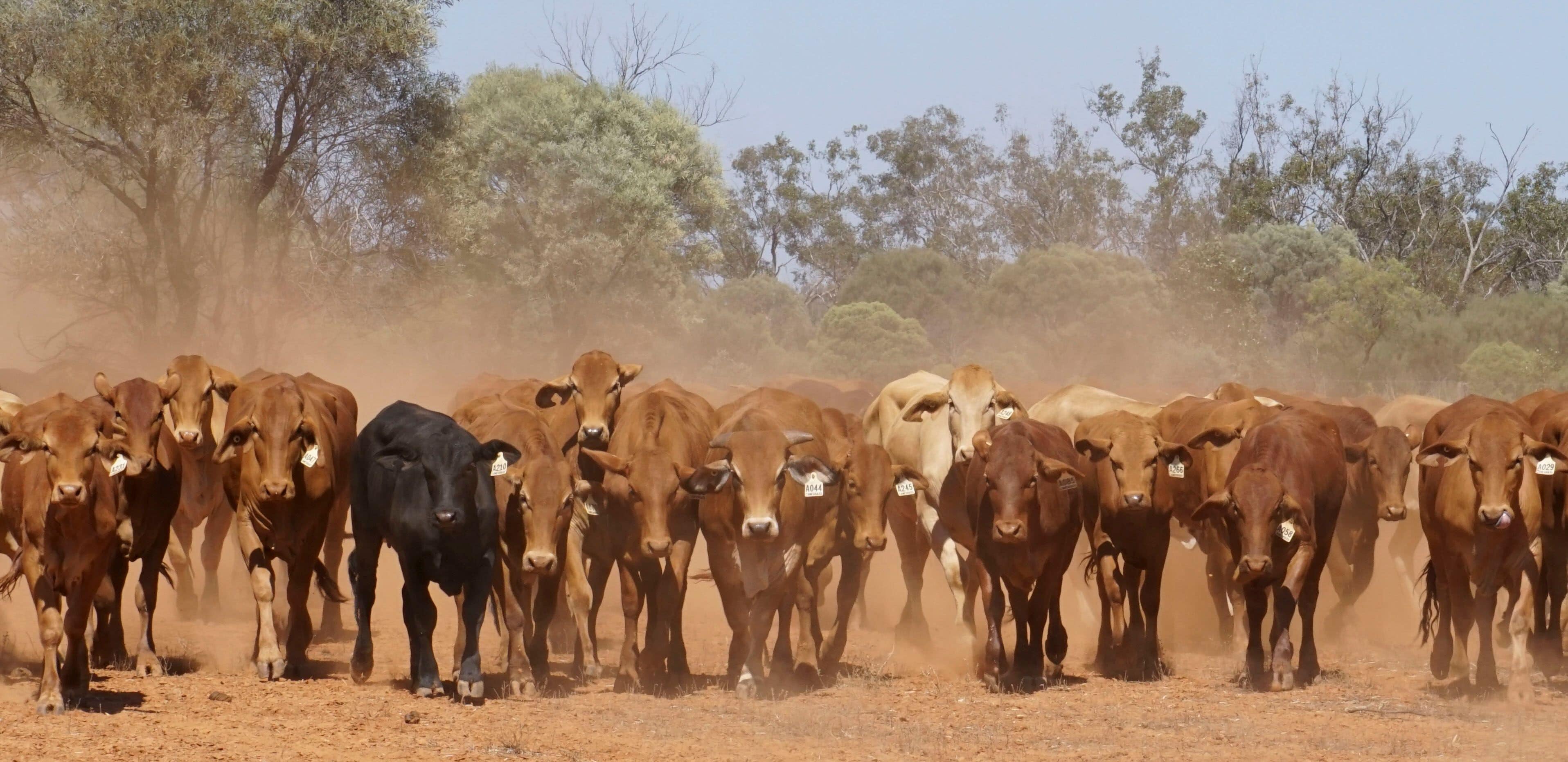 The dusty cattle muster outback Queensland.
