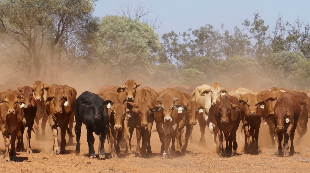 The dusty cattle muster outback Queensland.